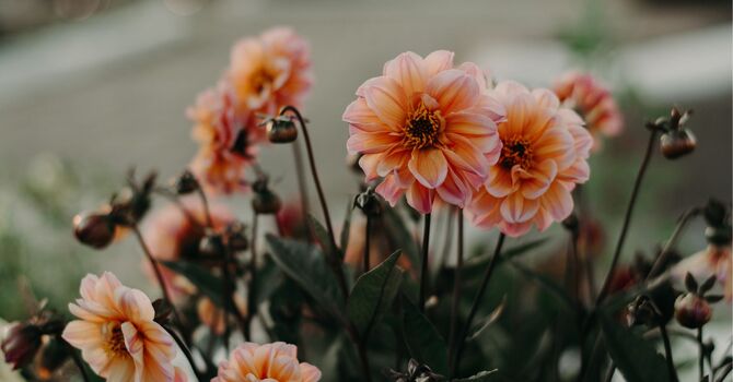 Lipodissolve consultation