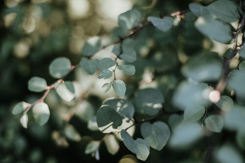 DeShaunta "DeeDee" McDonald