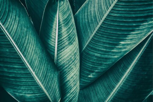 DeShaunta "DeeDee" McDonald