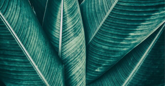 Lemon Bottle "Lunchtime Lipo"